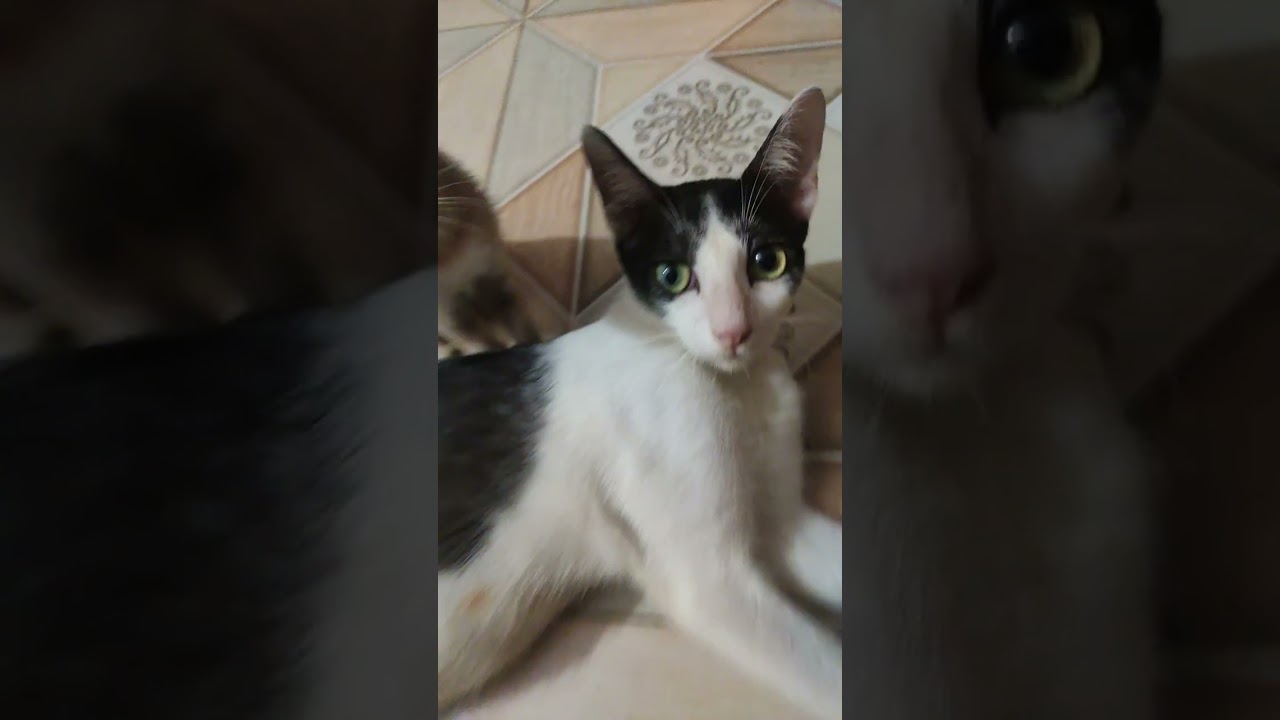 AAAAAAAH TIU TIU TIU TIU🤣#cat #catfunny #cute #funny #kitten #mikey'sfamily