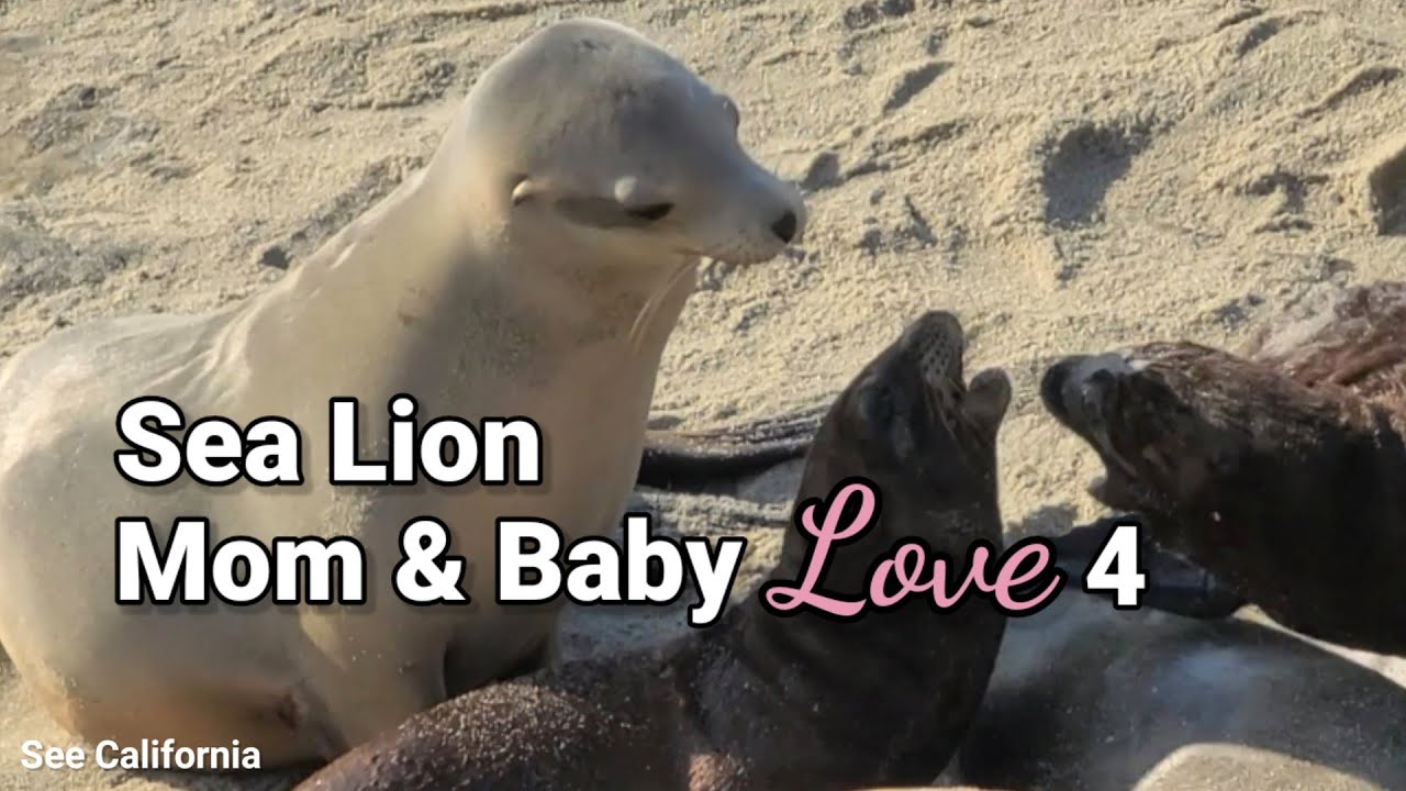 Cute Trouble Maker Baby & Loving Mommy ❤️ - Sea Lion Mom & Baby Love 4