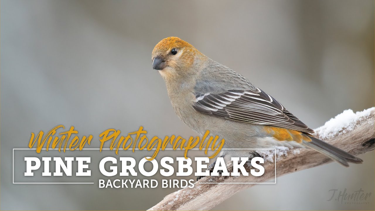 Wild Alaska: Pine Grosbeaks