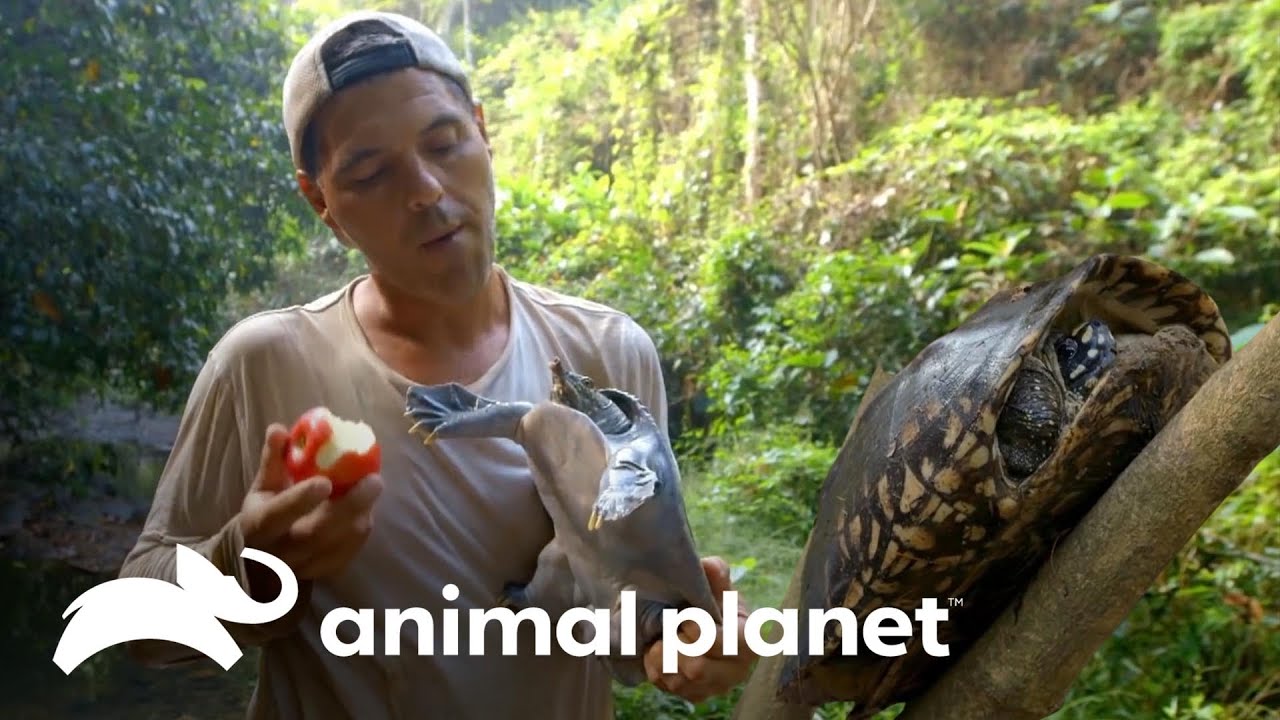 Frank comparte con 3 maravillosas especies de tortugas | Wild Frank | Animal Planet
