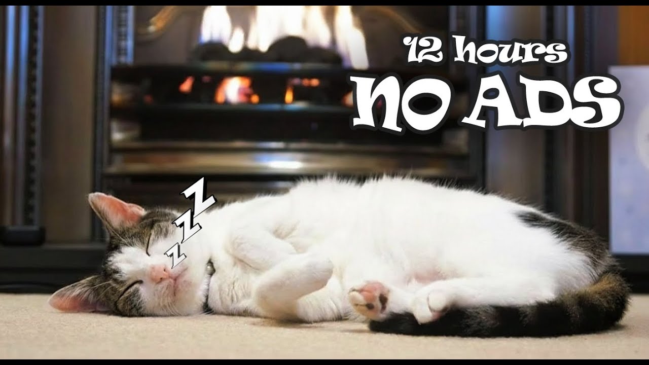 12 Hours UNINTERRUPTED of Cat Music for Senior Cats 😺 Soft Piano Help Cats Calm