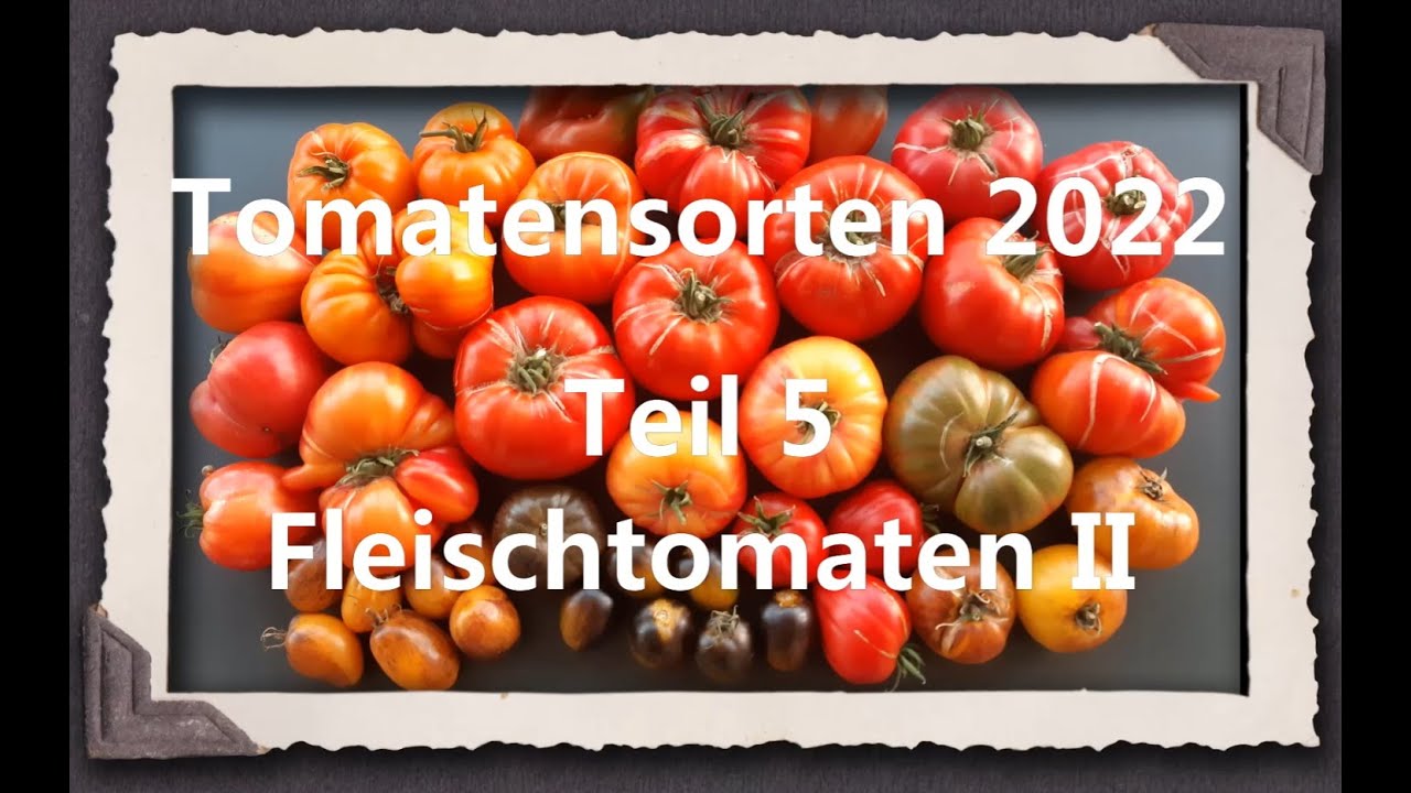 Tomatensorten 2022 Teil 5 - Fleischtomaten II