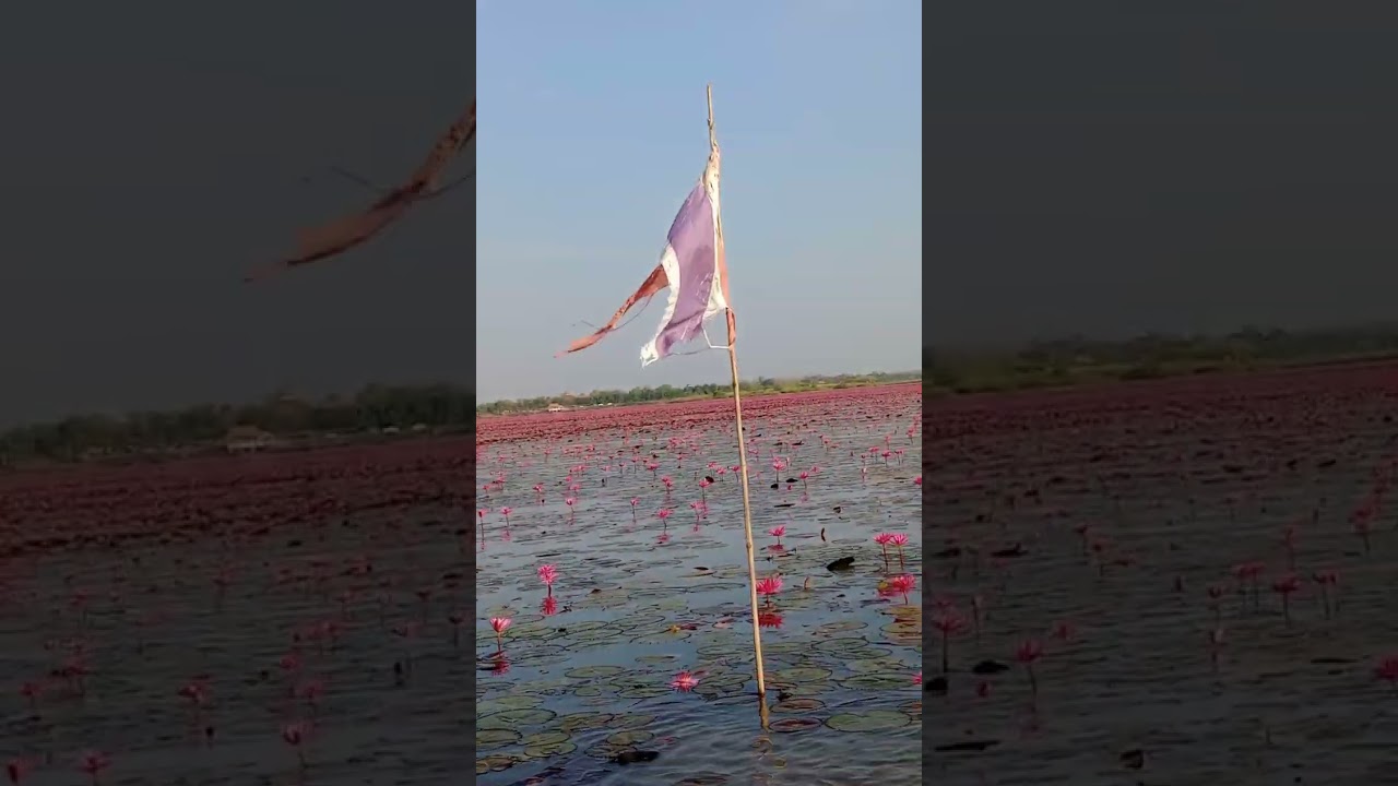 #ทุ่งบัวแดง อุดรธานี #travelvlog #travel #onedaytrip 