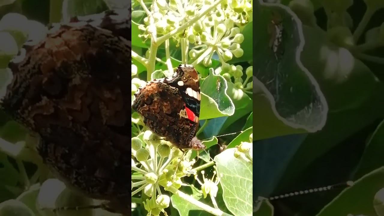 Admiral Schmetterling Tagfalter Falter Edelfalter Fleckenfalter auf Efeu blüte