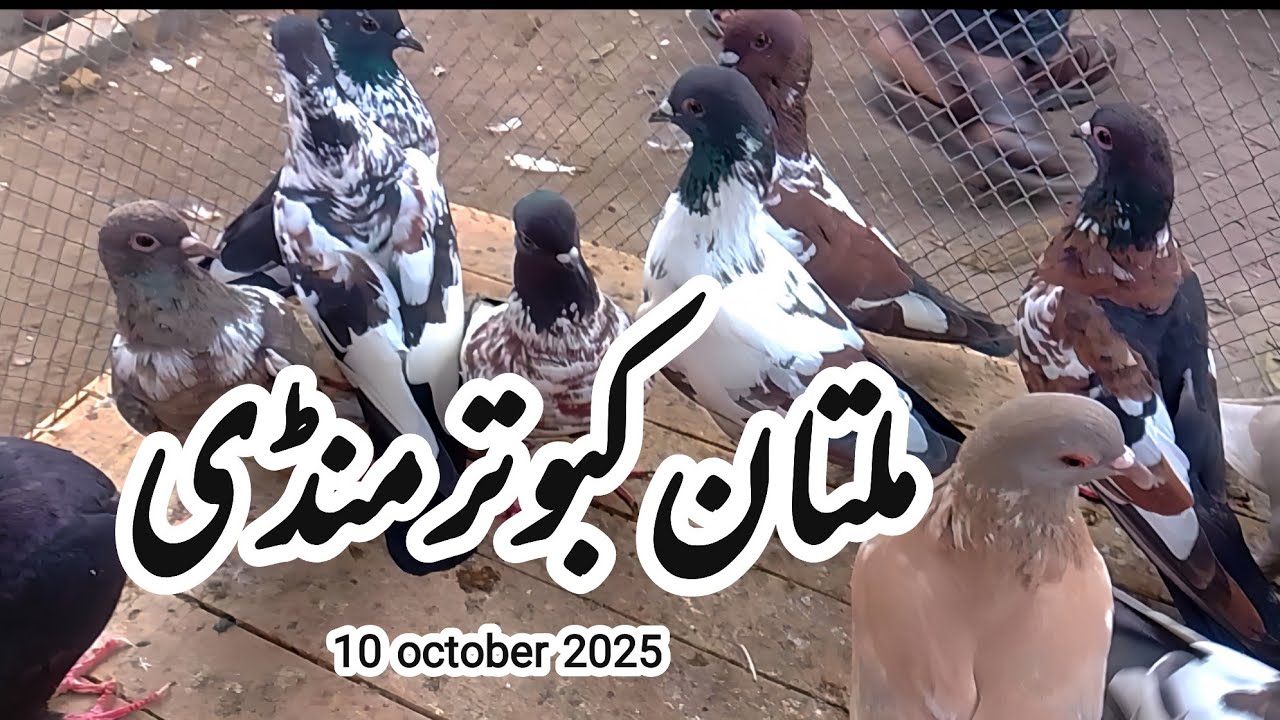 10 October 2025  | Multan kabootar mandi | multan kabootar mandi update | Ch Junaid pegions | 