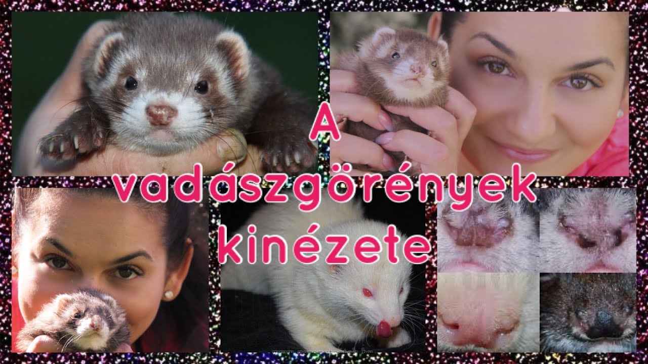 A vadászgörények külső tulajdonságai, színei, mintázatai