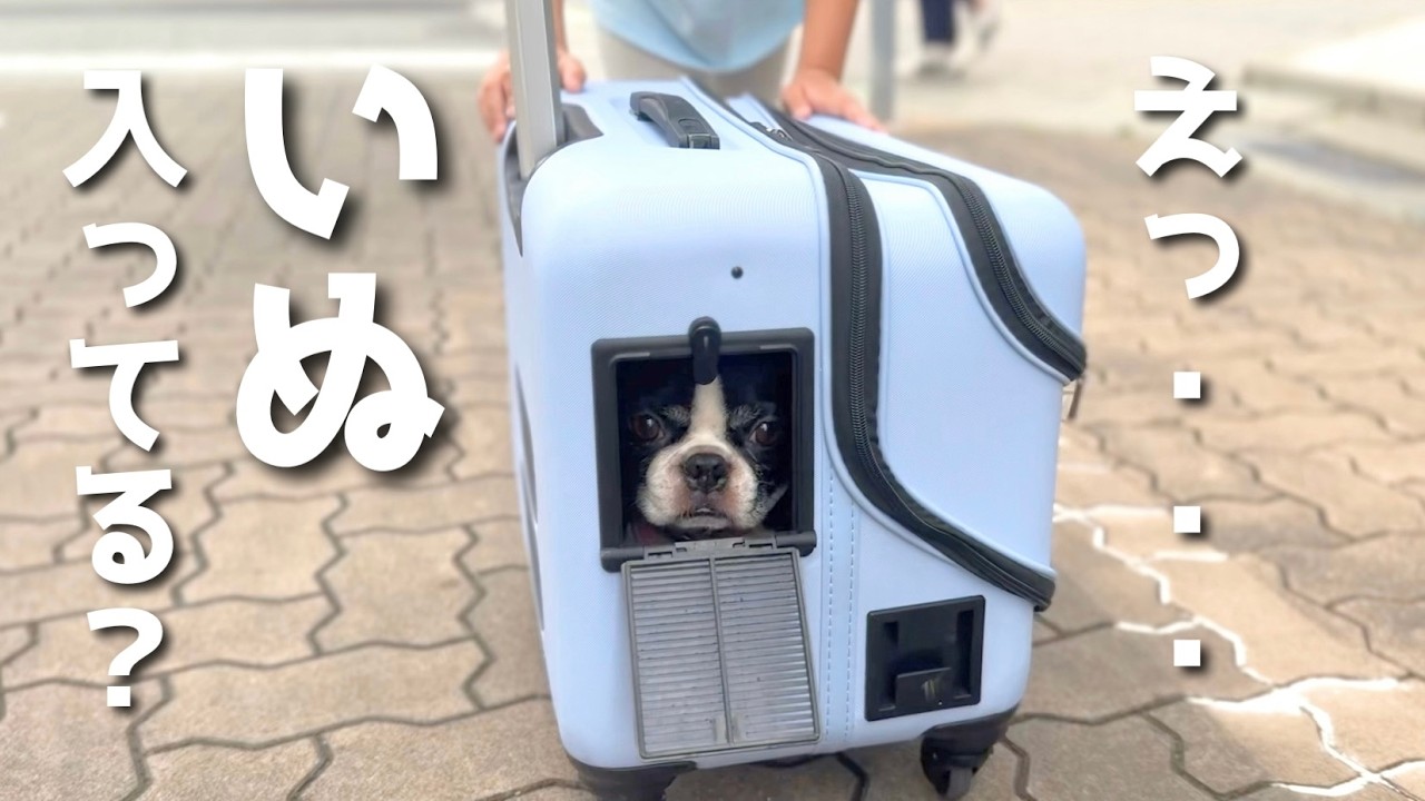 まるで人間？キャリーで運ばれるボストンテリアの姿が可愛すぎたｗ