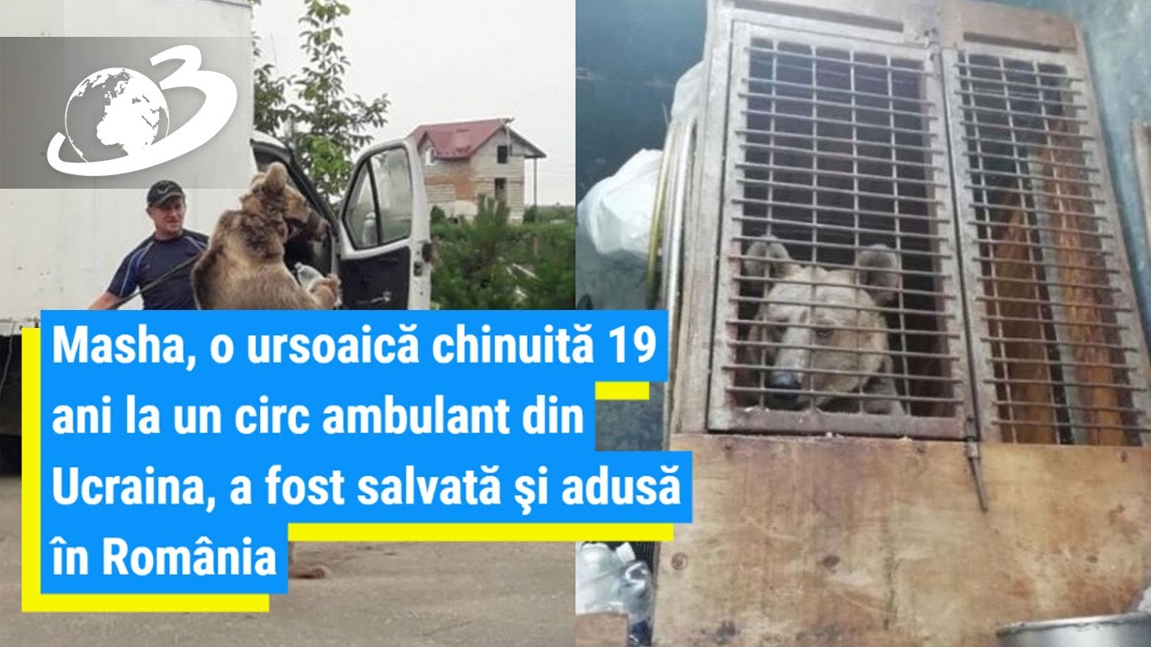 Masha, o ursoaică chinuită 19 ani la un circ ambulant din Ucraina, salvată şi adusă în România