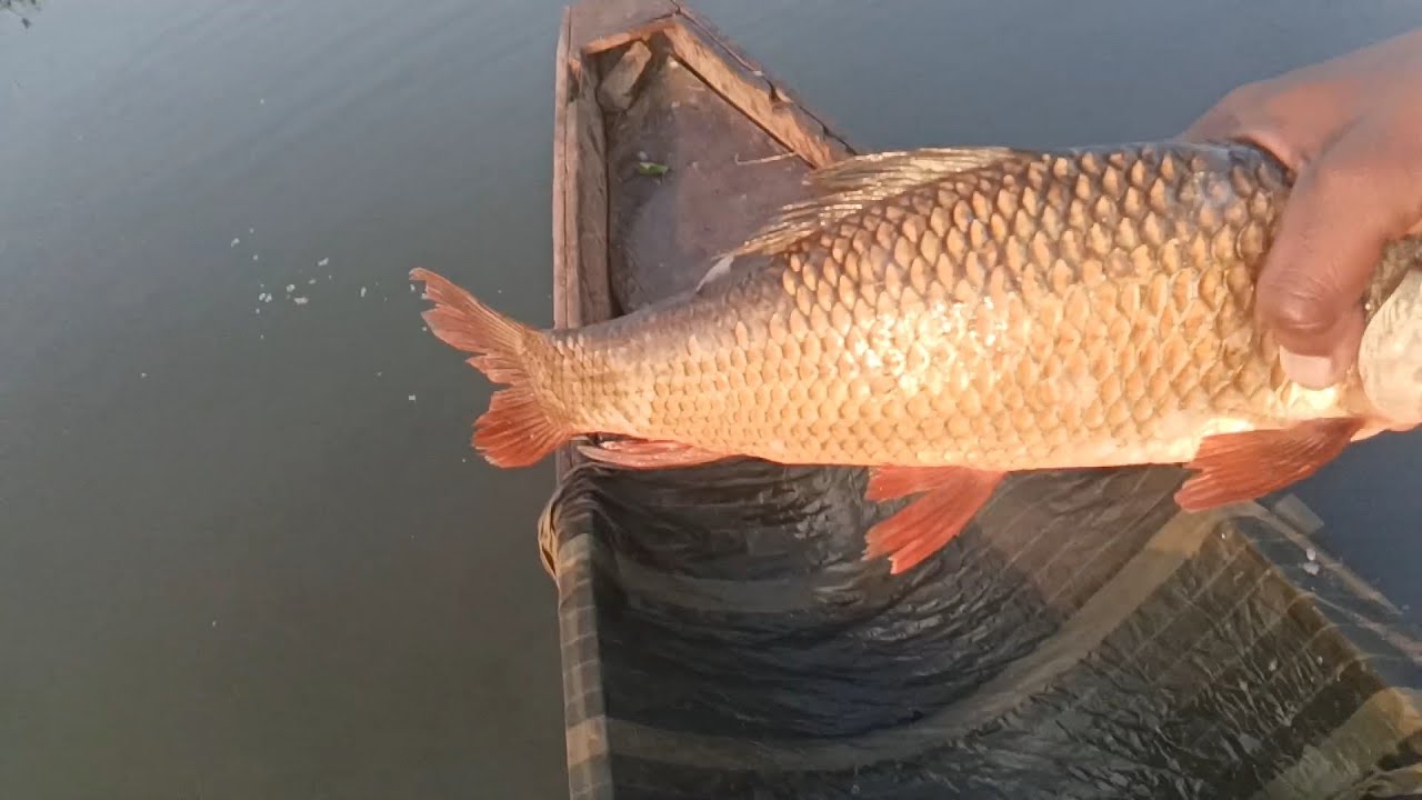 BIG ROHU CATCHING VIDEO Rohu fishing video #rohufishfry @fishing #fishcatchingvideos