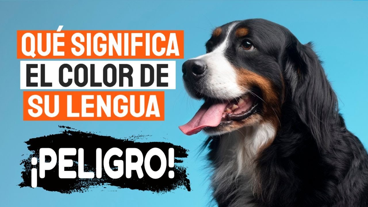 🐶👅¿Qué SIGNIFICA el COLOR de la LENGUA de mi PERRO?