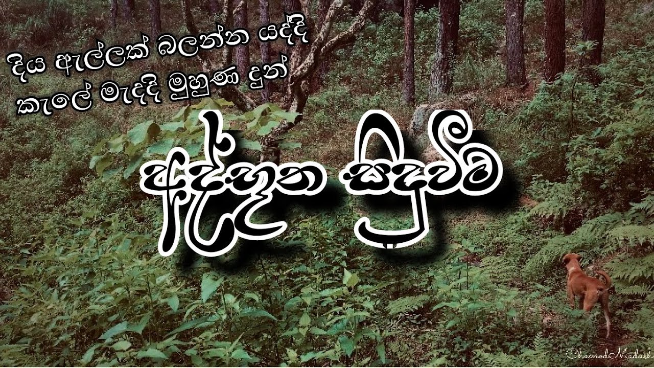 කැලේ මැද වුනු අද්භූත සිදුවීම | A Mysterious Incident In The Forest #srilanka 