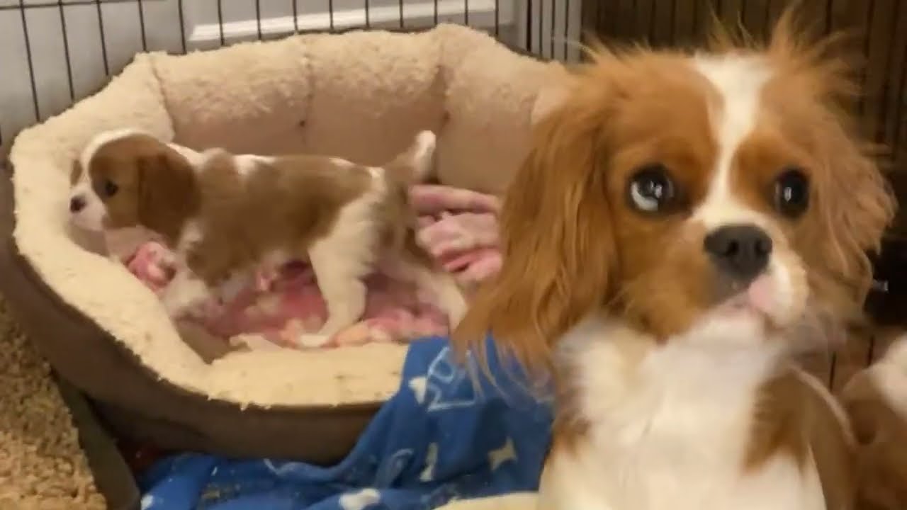 Cavalier Puppies Live: Socializing, Grooming, Playing, Eating, Sleeping