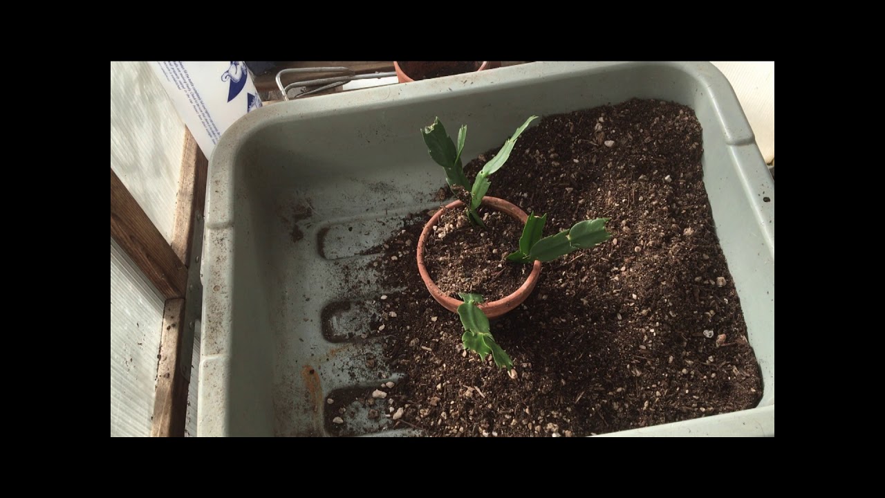 Potting Up Christmas Cactus Cuttings