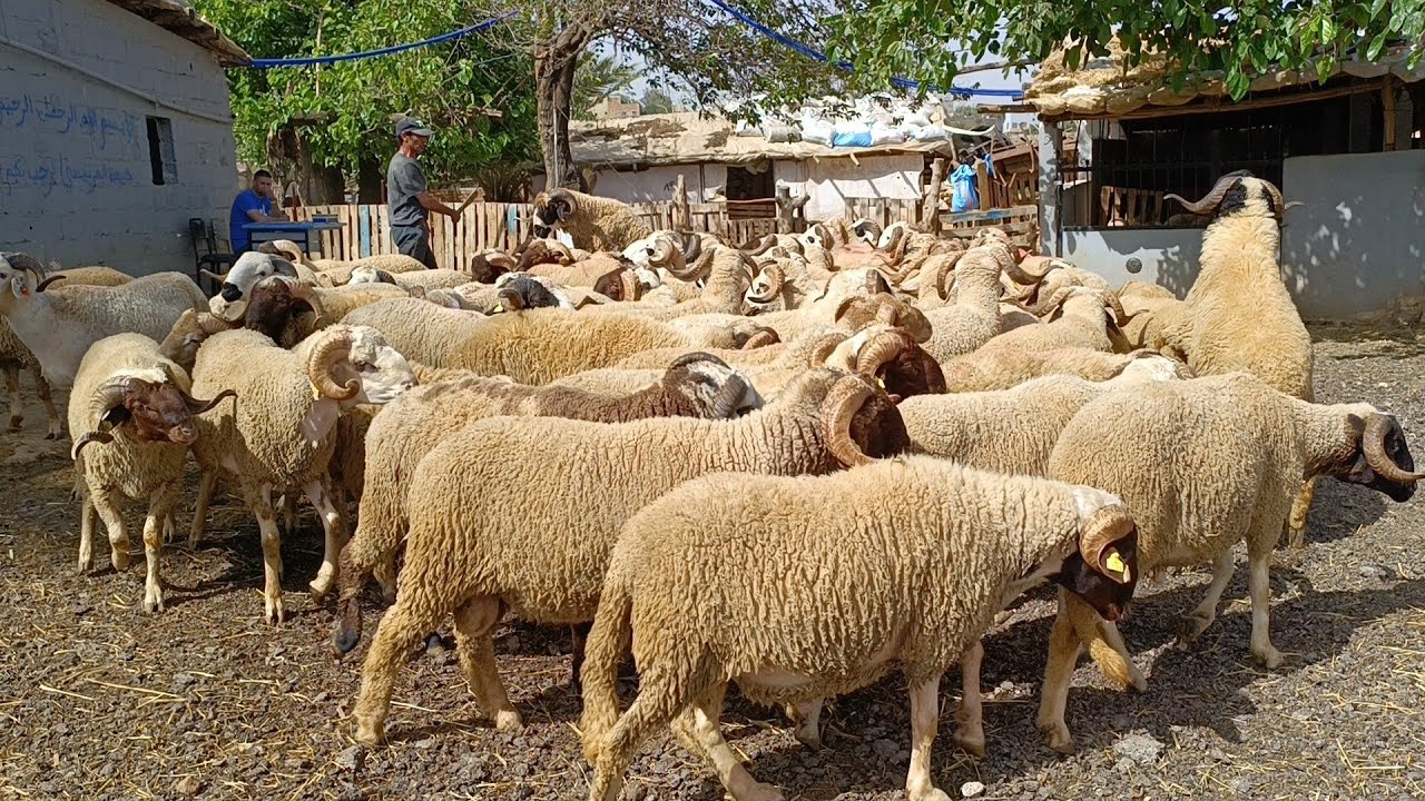 عملية بيع أضاحي العيد متواصلة مع أثمنة في ضيعة المرنيسي حي الزهوة مكناس 0672039115 فرجة ممتعة