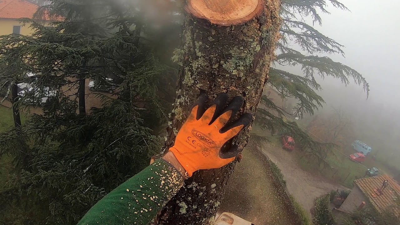 Abbattimento in tecnica di Tree climbing di due cedri #abbattimento #treeclimbing #treework