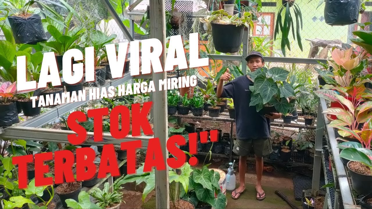 “Lagi Banyak Promo! Tanaman Hias Cantik Buat Rumahmu 🌿✨”