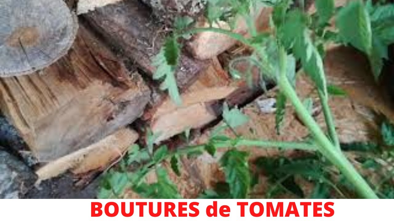 Comment et pourquoi BOUTURER la TOMATE