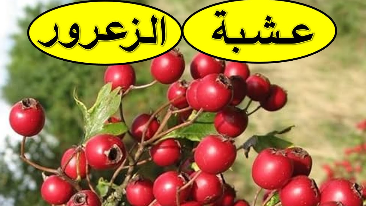 عشبة الزعرور