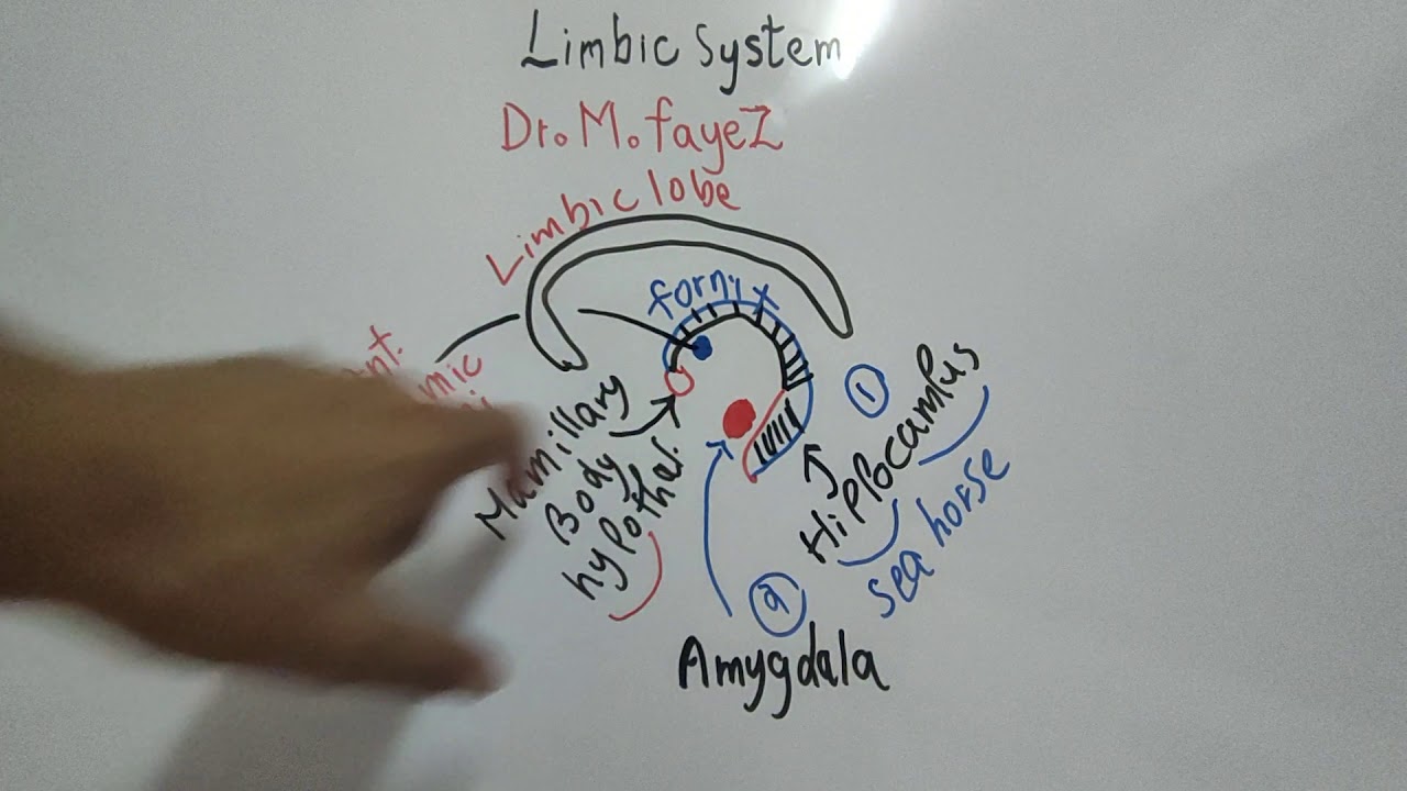 #Higher_Brain_Function_CNS_Dr_Mohamed_Fayez Limbic system and Hypothalamus
