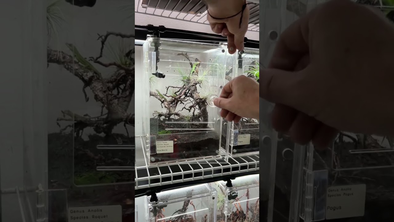 Dusting crickets and feeding some of my baby anole lizards 🦎 #HerpTime #lizard #anole #asmr #shorts
