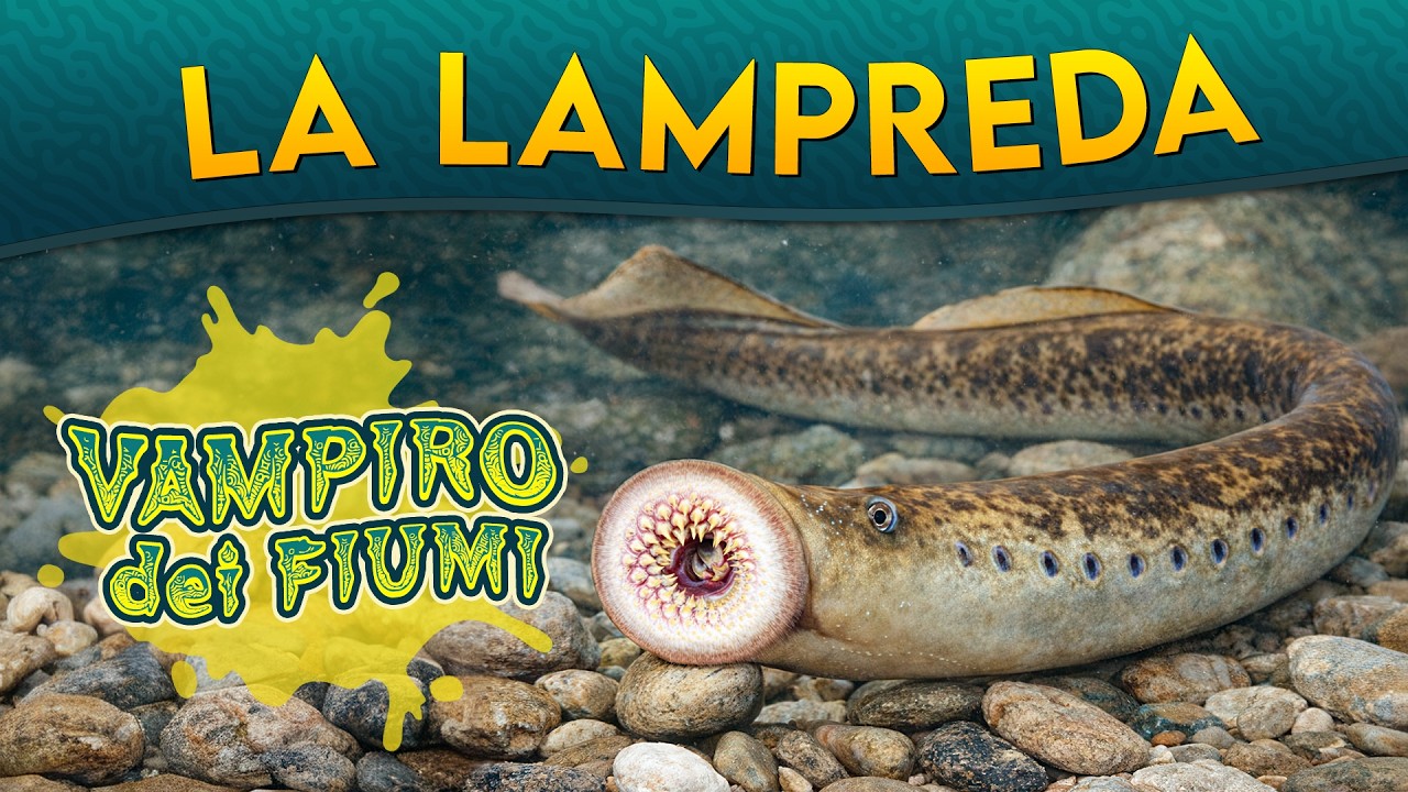 La Lampreda: vampiro dei fiumi ► Puntata 263