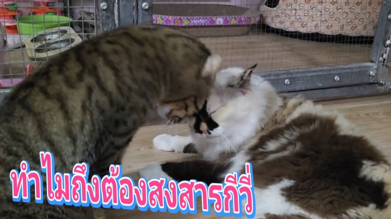 ทำไมถึงต้องสงสารกีวี่13.มี.ค.69@cats_home 