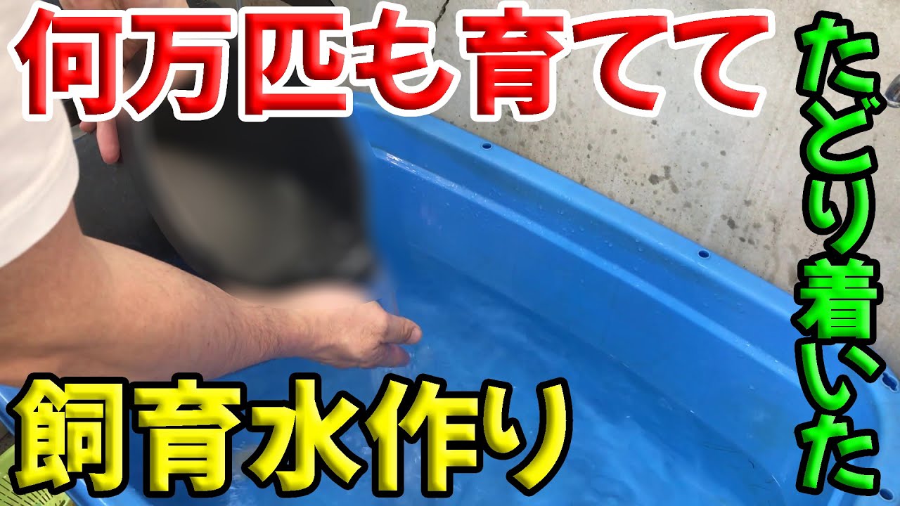 ベタ屋がやってるベタの水替え方法と飼育水を紹介します
