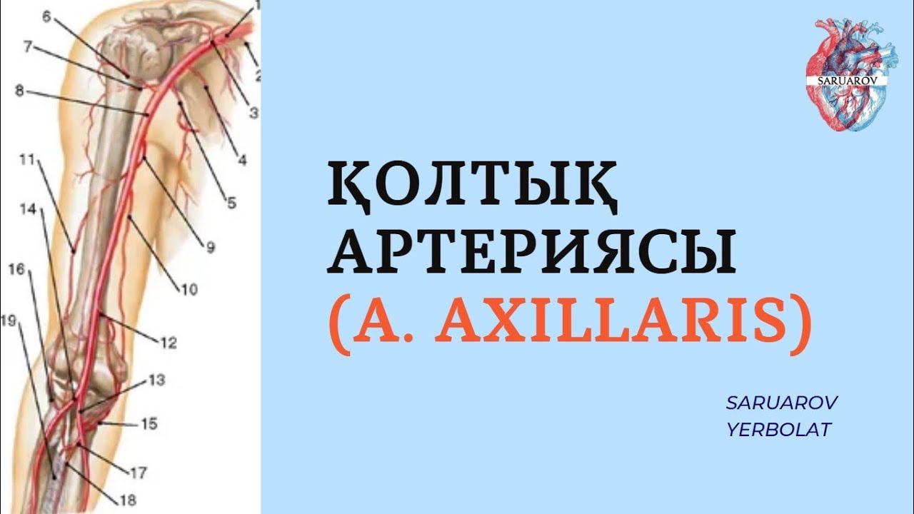 Қолтық артериясы (a. axillaris)
