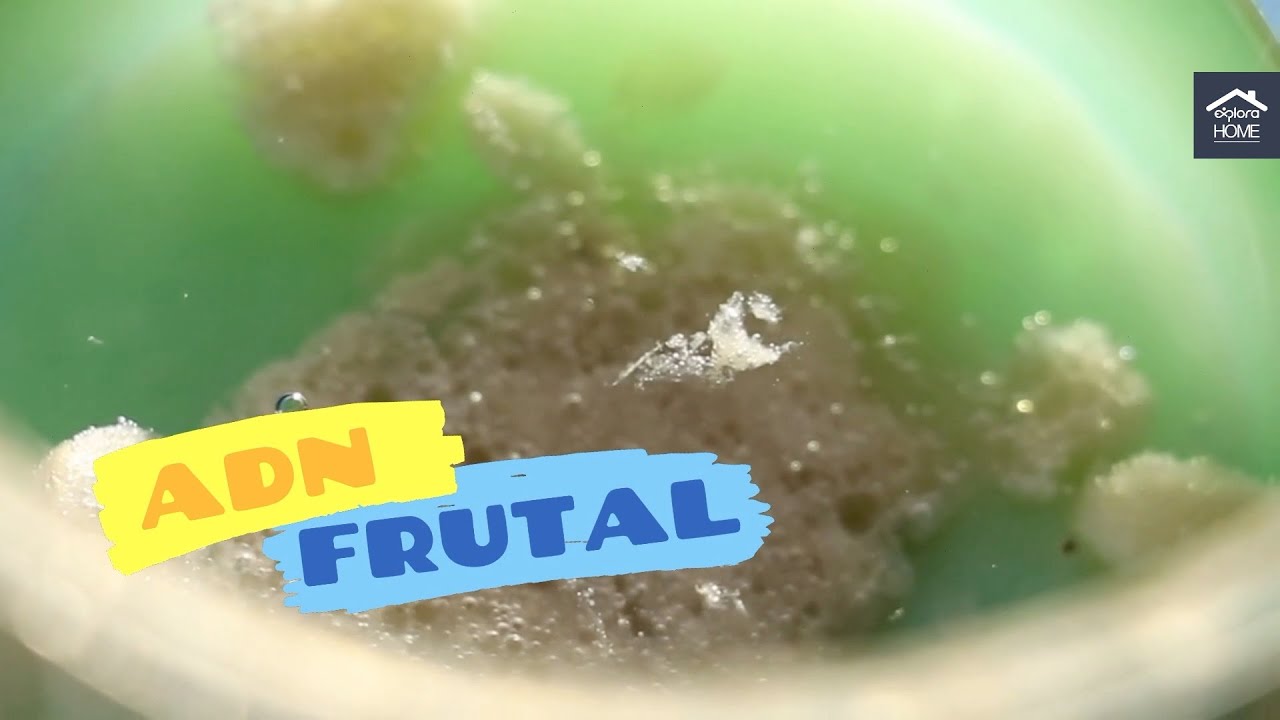 Cómo extraer el ADN de las frutas // Experimentos de ciencia para realizar en casa
