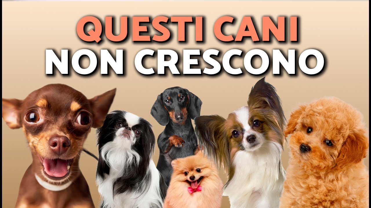 10 Razze di CANI PICCOLI che NON CRESCONO molto 🐶 Ideali da tenere in casa