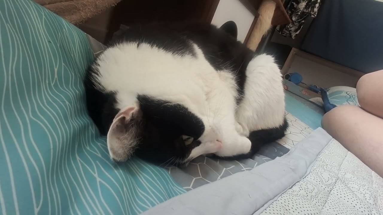 모닝고양이  일어나보니 옆에 고양이가 있네