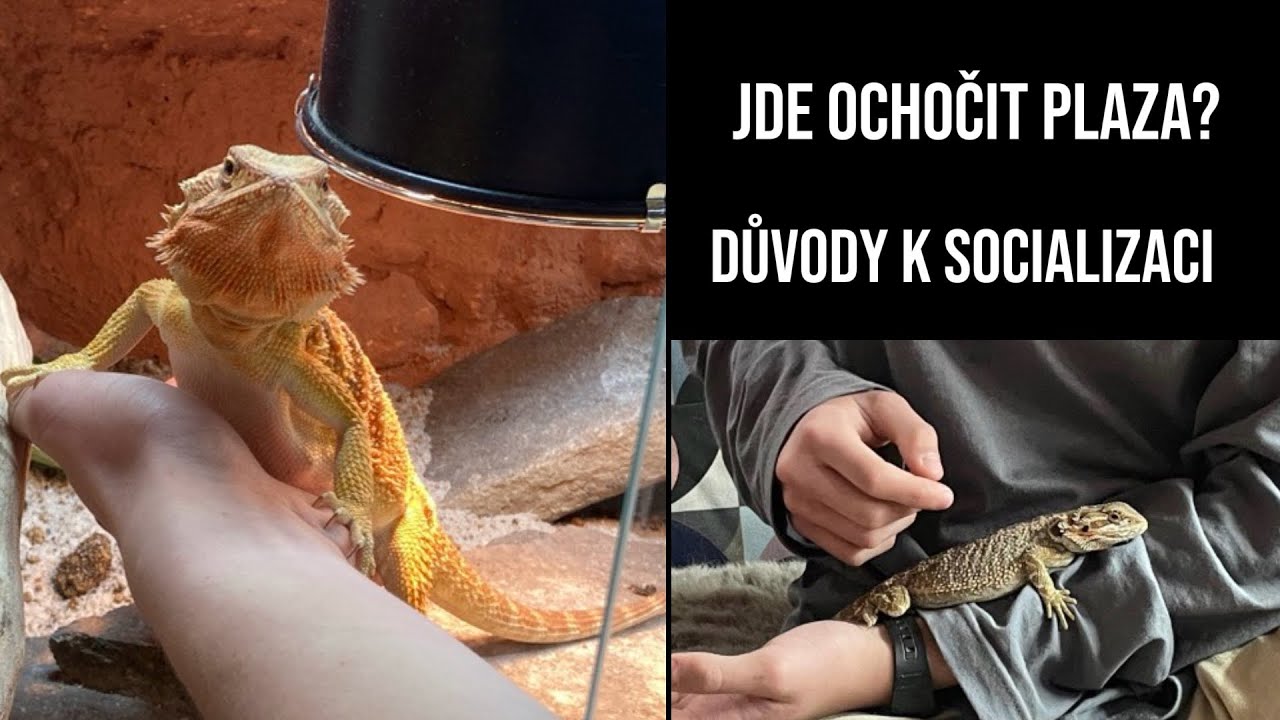 Socializace plazů| Jak ochočit plazy? Důvody k ochočen&iacute; plazů?