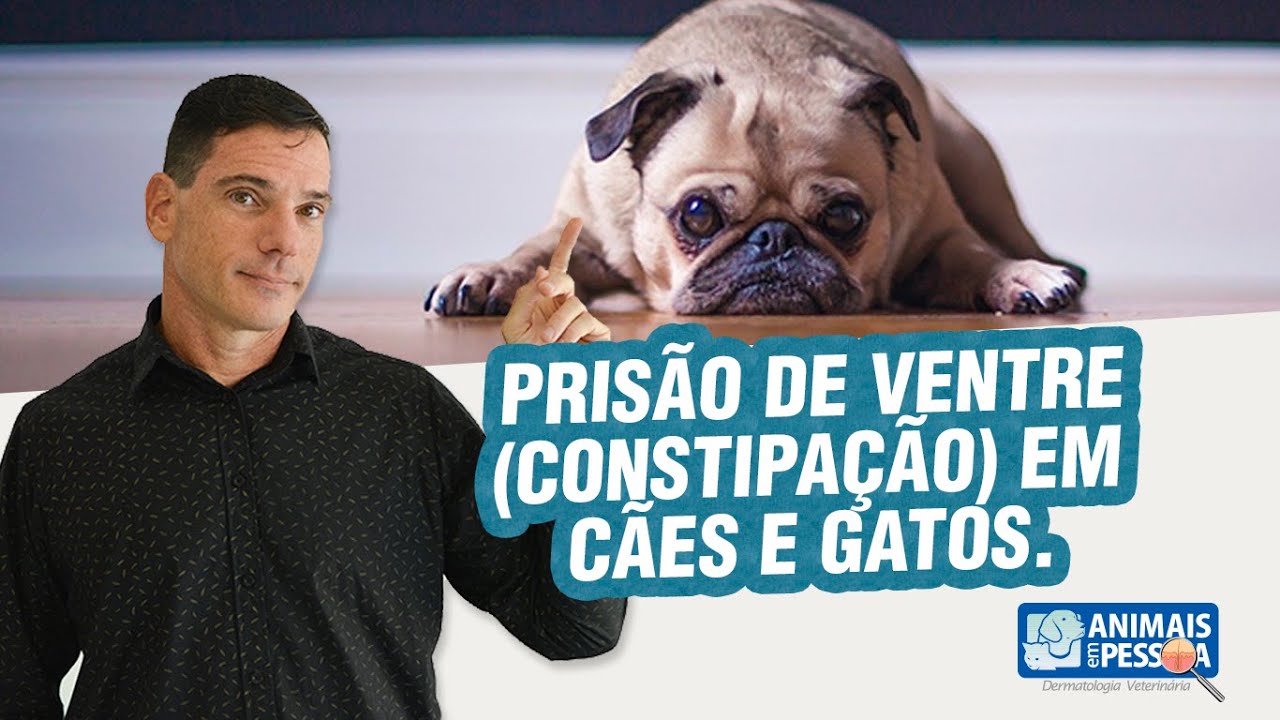 PRISÃO DE VENTRE (CONSTIPAÇÃO) em cães e gatos.