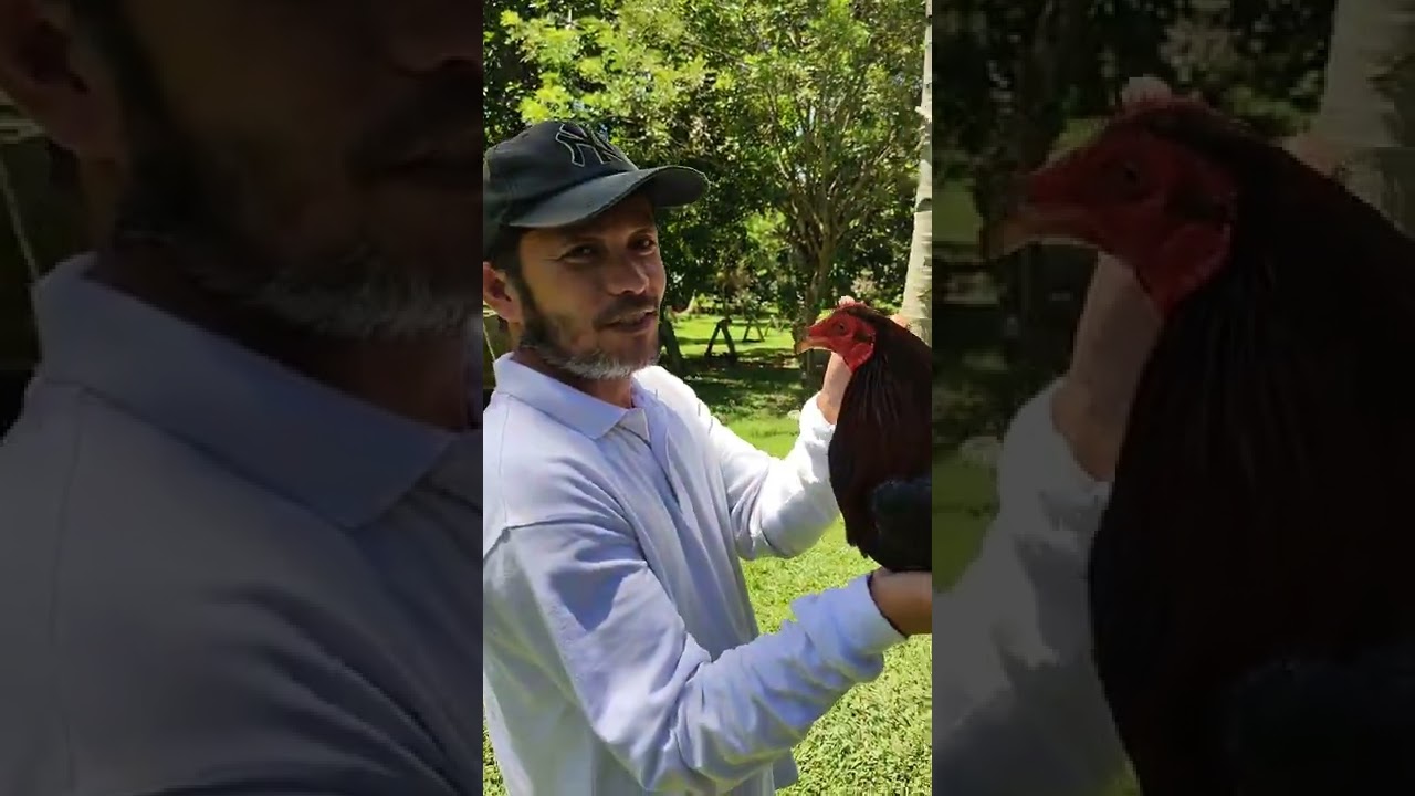 Top 5 bloodlines of Master Handler Gaffer Loloy at SF Gamefarm owned by Mr. Bebot "Bravo" Uy
