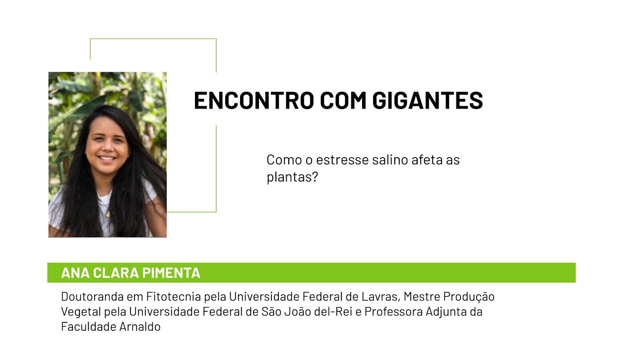Como o estresse salino afeta as plantas?