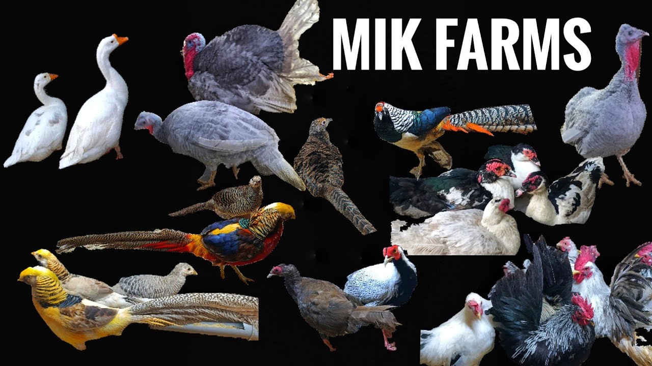 Exotic Chickens Species in India || MIK Farms || Must Watch
