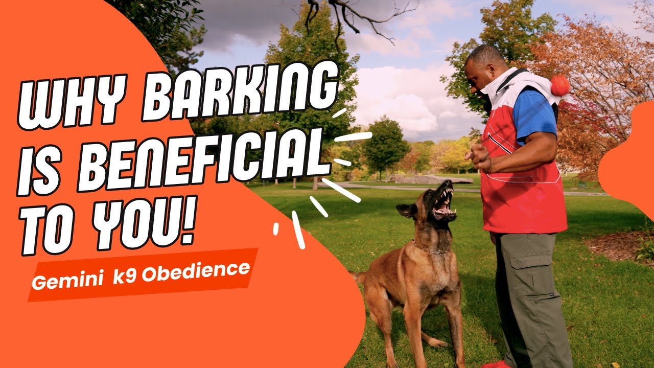 Teaching the bark command for beginners