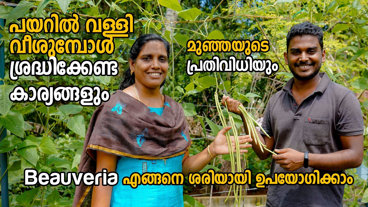 പയറിൽ വള്ളി വീശുമ്പോൾ ശ്രദ്ധിക്കേണ്ട കാര്യങ്ങളും | Payar Krishi in malayalam