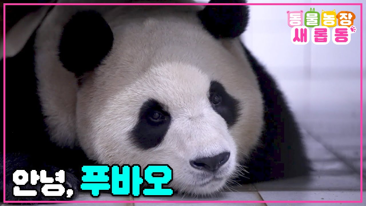 [#새롭동물농장] 앞으로 남은 판생에 행복만 가득하길🐼 안녕, 우리의 영원한 아기판다 푸바오 / EP.1166 #TV동물농장 #AnimalFarm #SBSstory