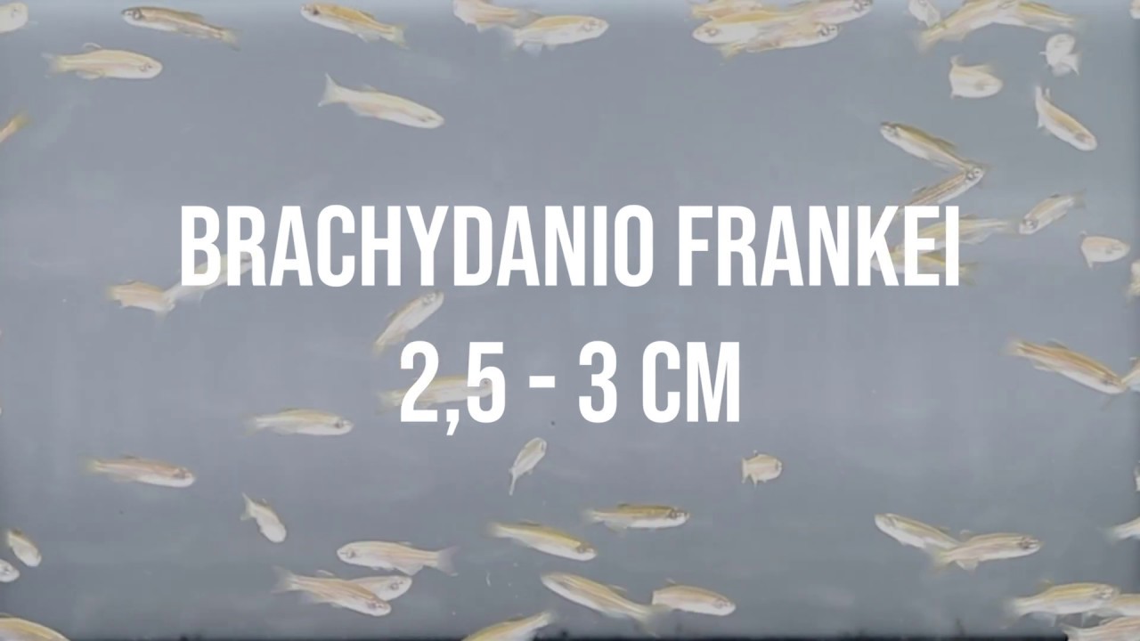 BRACHYDANIO FRANKEI