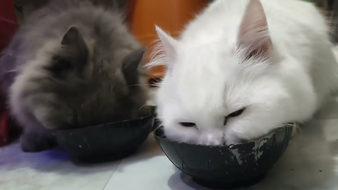 Assalam walekum# vlog cute Si kitten 🐾🐾🐱🐱🐱🐱 subscribe like comment please 🙏