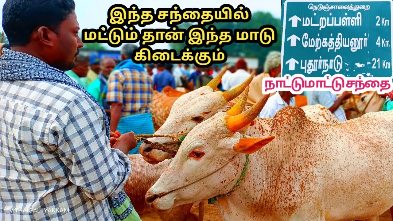 #மட்றபள்ளிமாட்டுசந்தை இந்த சந்தையில் மட்டும் கிடைக்கும் துவரம்பொட்டுமாடு #MattrapalliCowMarket