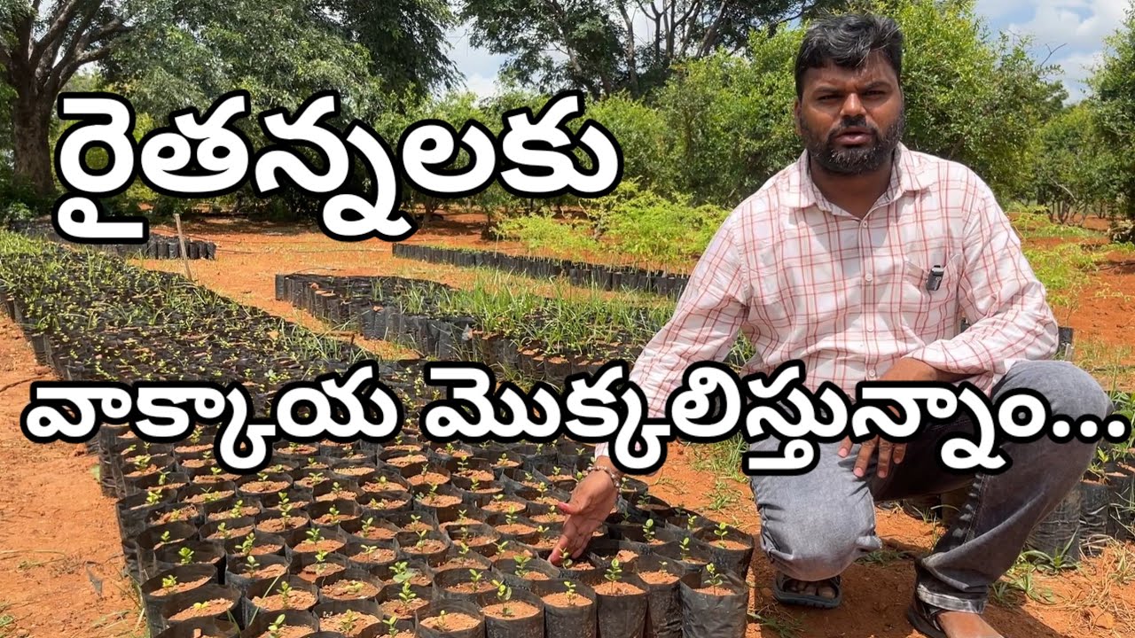 రైతులకు వాక్కాయ మొక్కలిస్తున్నాం | Vaakkaya Saagu | వాక్కాయ సాగు విధానం |77996 13671