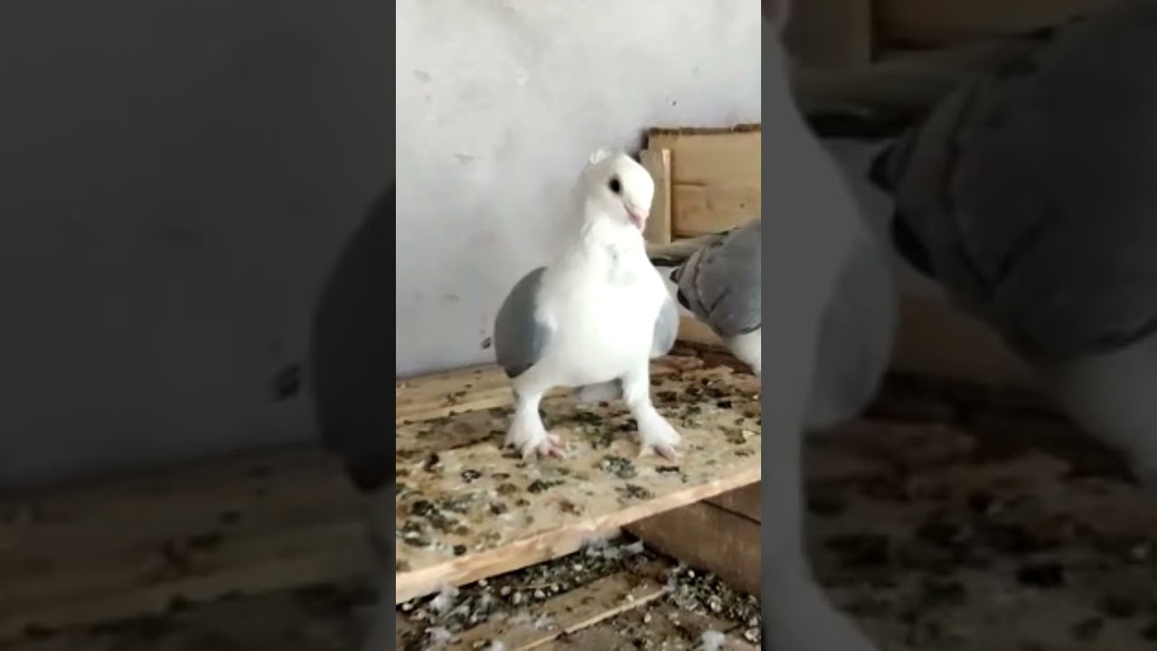 satinet Breeding pair for sale contact number 83090 89774/AK Birds