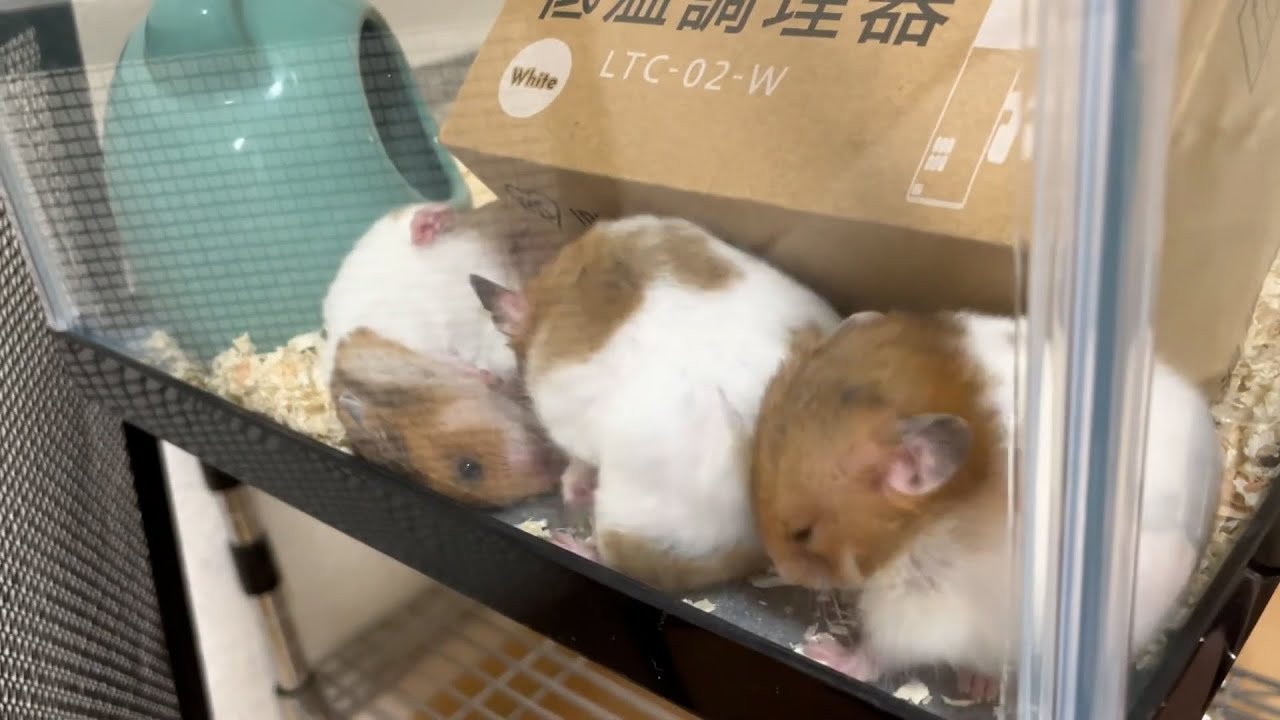 3匹のゴールデンハムスターお迎え初日の様子、甘噛みだらけ