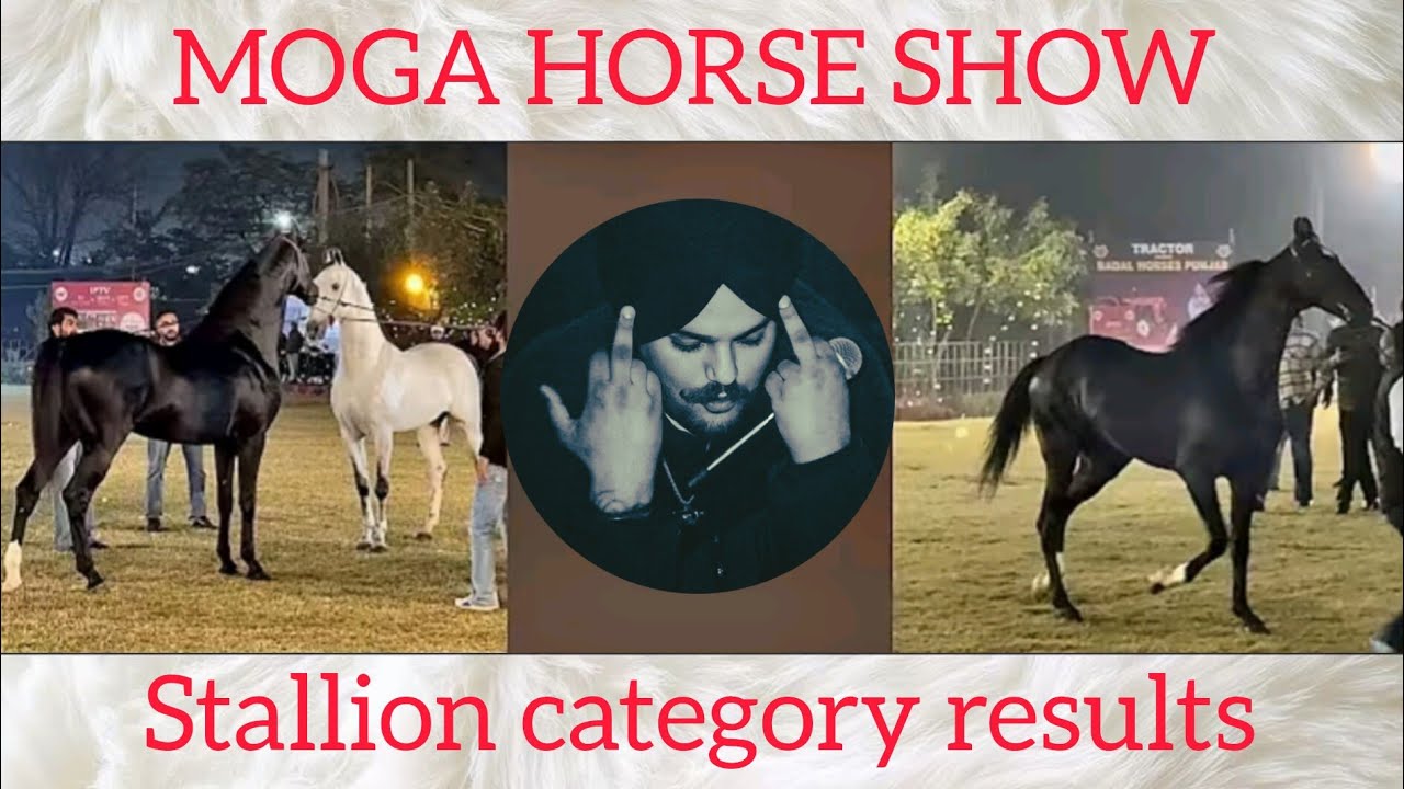 Moga horse show stallion category results 2025 BABA GURWINDER SINGH JI KHERI punjab shingar