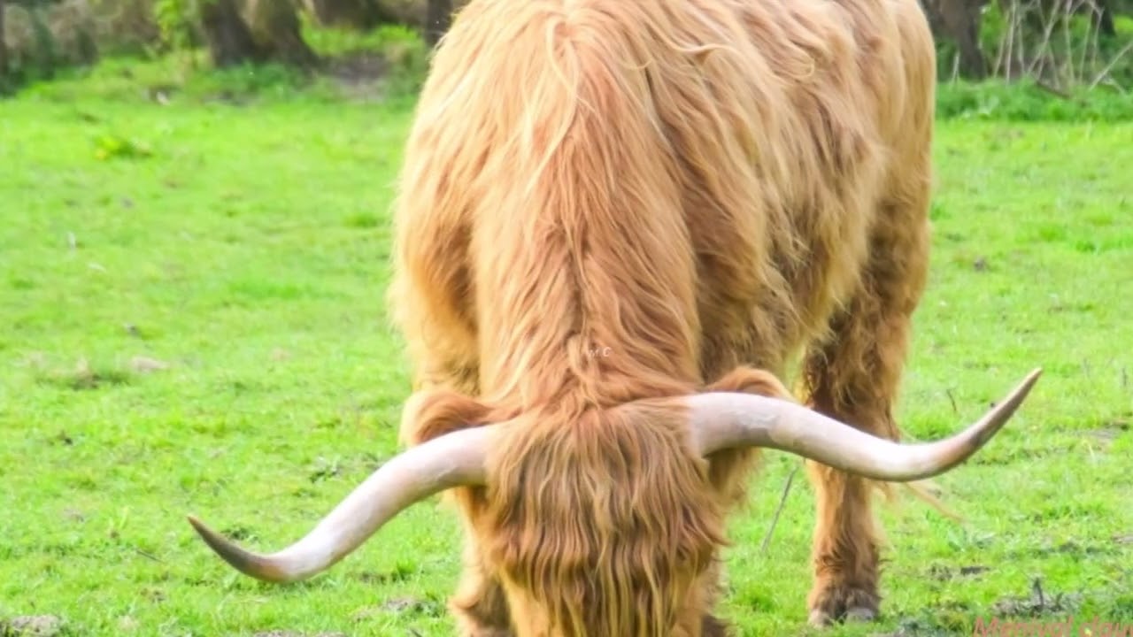 Mon film du marais st croix au chemin du halage , a mers les bains au petit pont et retour au tr&eacute;por
