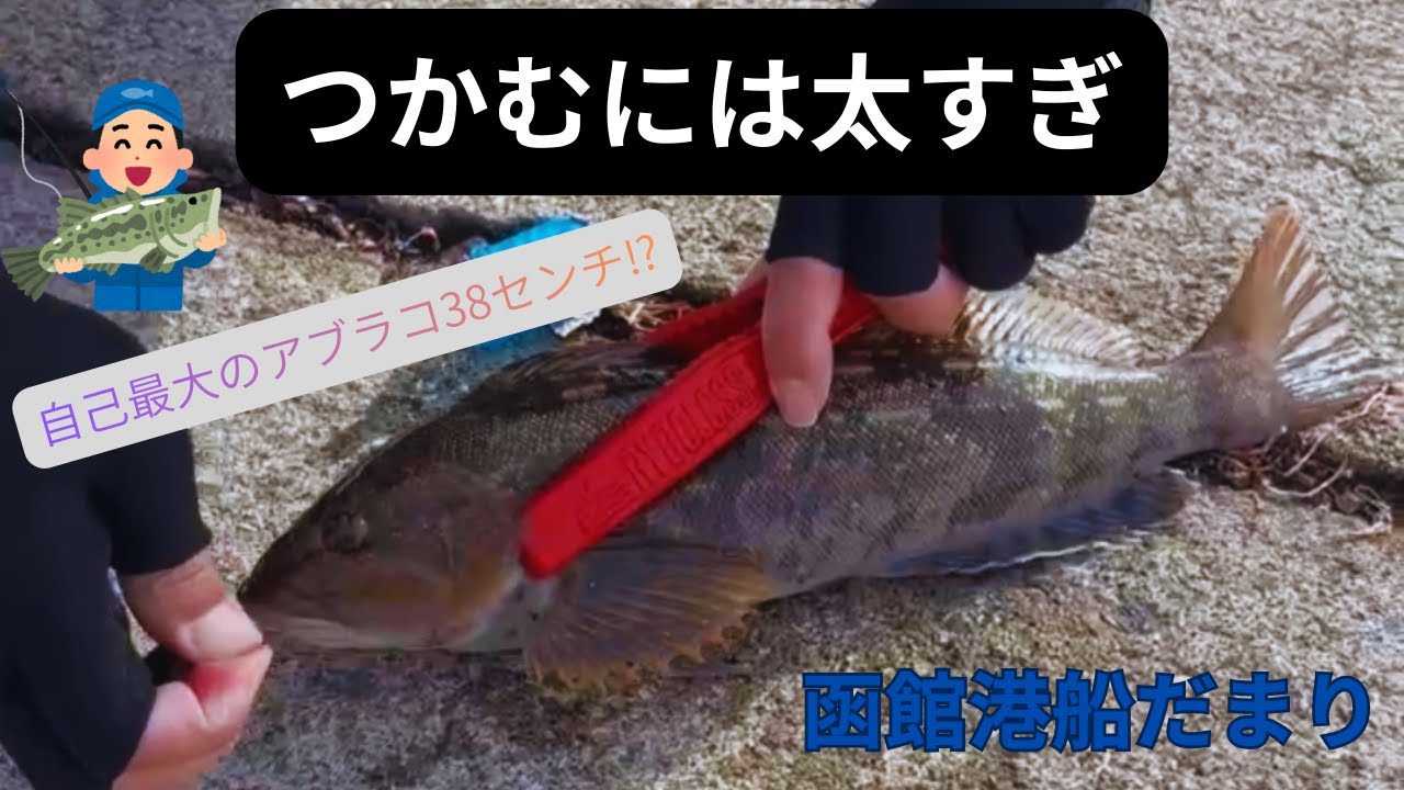 【サビキに!?良型アブラコ函館港】2025年11月
