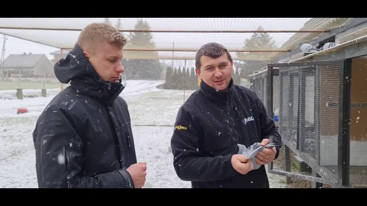 Paweł Medrysa - PZHGP 0388 Alwernia / Wyjątkowa Hodowla 🏆🐦
