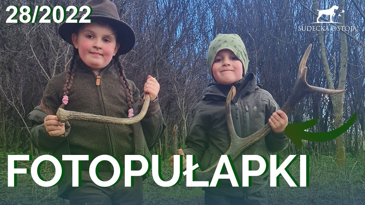 SUDECKA OSTOJA 28/2022. Wieszamy fotopułapki, zbieramy zrzuty. Dzieci na polowaniu